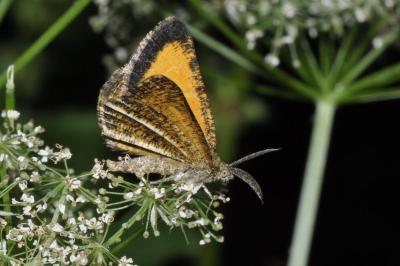 Isturgia limbaria limbaria
