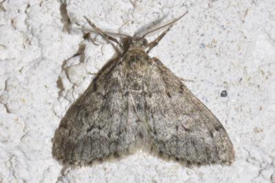 Tephronia sepiaria