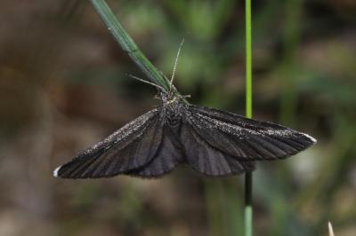 Odezia atrata