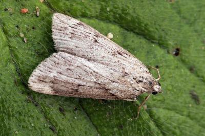 Pachycnemia hippocastanaria sardocorsica