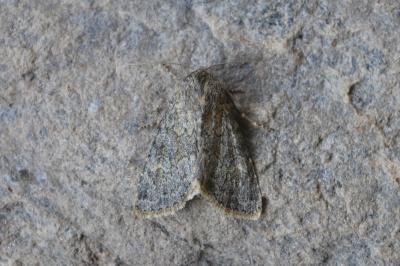 Apamea zeta