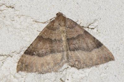 Larentia clavaria