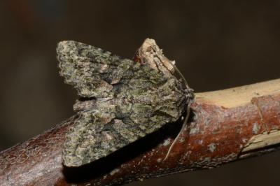 Dryobotodes eremita