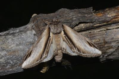 Pheosia tremula