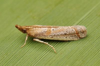 Gymnancyla canella