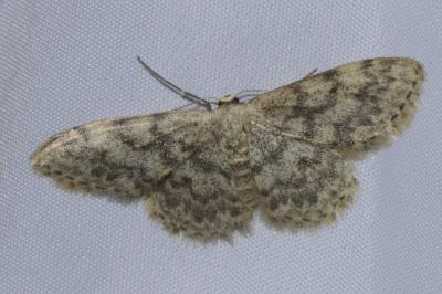 Idaea