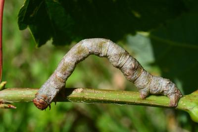 Biston strataria
