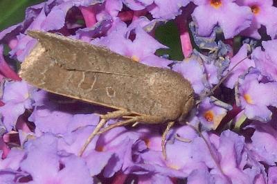 Hoplodrina