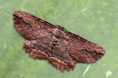 Menophra abruptaria