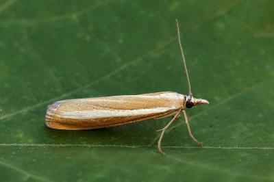 Catoptria bolivari