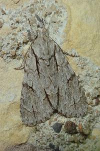 Acronicta