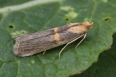 Oxybia transversella