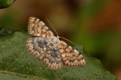 Scopula rufomixtaria