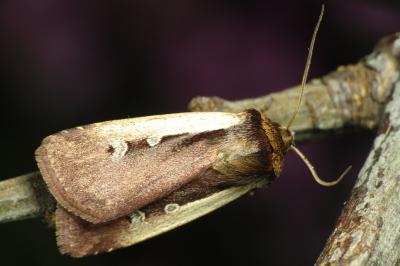 Ochropleura plecta