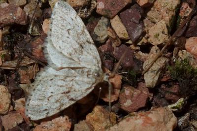 Tephronia sepiaria