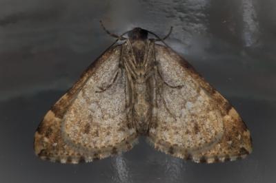 Lampropteryx suffumata