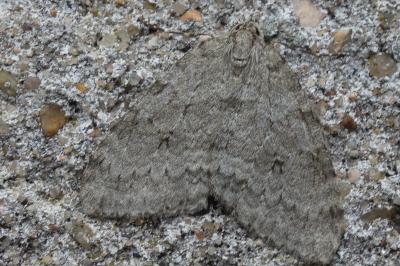 Epirrita