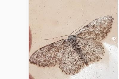 Idaea