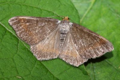 Macaria liturata