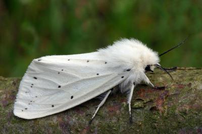 Spilosoma lubricipeda