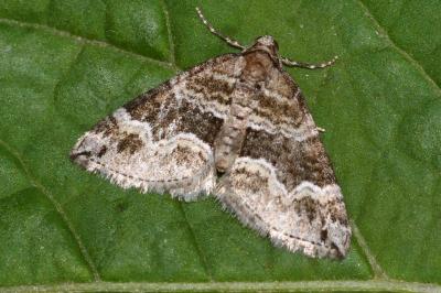 Perizoma bifaciata