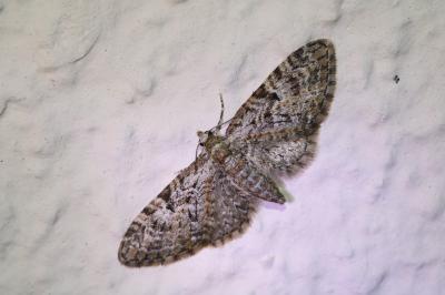 Eupithecia dodoneata