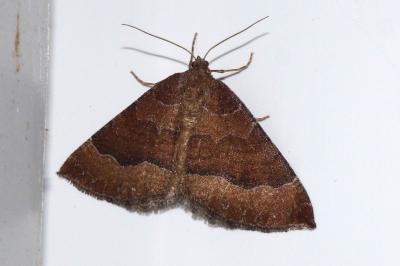 Larentia clavaria