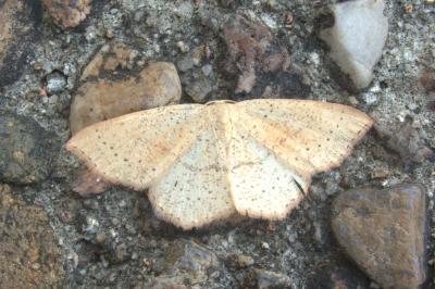 Cyclophora punctaria