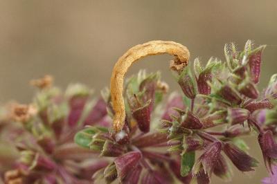 Idaea incisaria albarracina