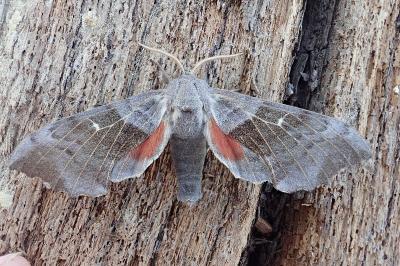 Laothoe populi