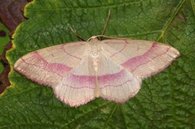 Rhodostrophia vibicaria