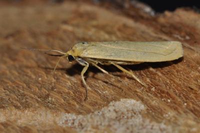 Indalia pygmaeola pallifrons
