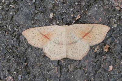 Cyclophora punctaria