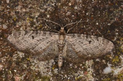 Eupithecia virgaureata