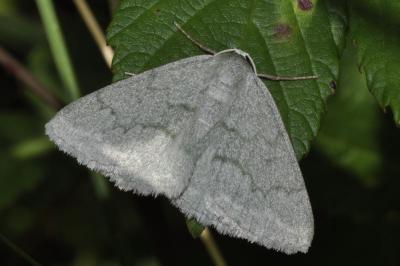 Pseudoterpna pruinata