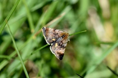 Panemeria tenebrata