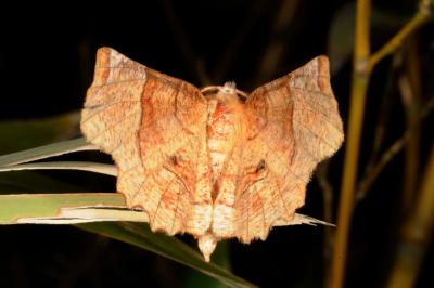 Selenia lunularia