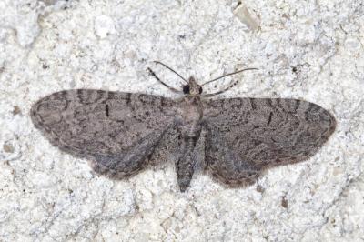 Eupithecia ultimaria