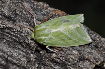 Pseudoips prasinanus