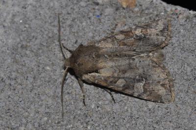 Apamea sordens