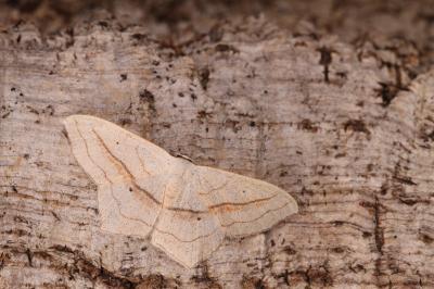 Scopula imitaria