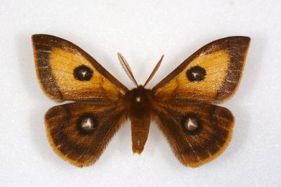 Aglia tau
