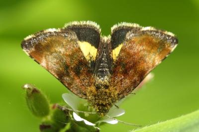 Panemeria tenebrata