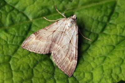 Aplocera efformata