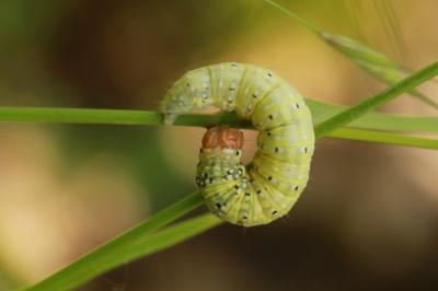 Polyploca ridens