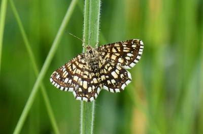 Chiasmia clathrata