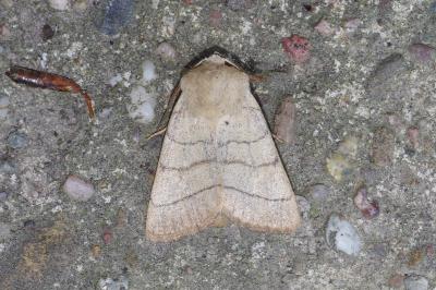 Charanyca trigrammica