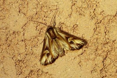 Actinotia polyodon