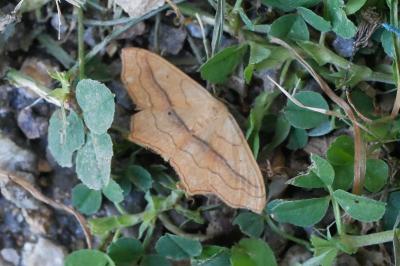 Scopula imitaria