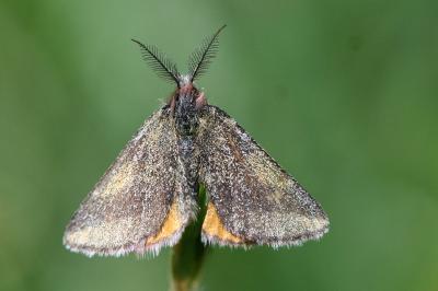Lythria cruentaria